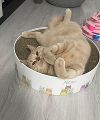 ��ɫӢ�̸о��ȽϺ��������ҵĺǻ��£�������������һֻ������