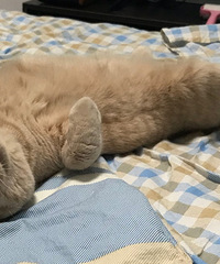 乳色英短感觉比较罕见,在我的呵护下,它渐渐长成了一只“猪”