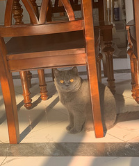 ���Ǽҵ���������ȫ����������һֻĸè��˯����Ҫ�����