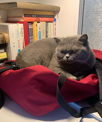 ���Ǽҵ���������ȫ����������һֻĸè��˯����Ҫ�����