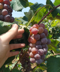 �������ǵġ�����Ρ�������ժ���Ѻ��߲ˣ�����ũ����Ȥ