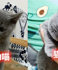 为啥2个半月的猫猫重量仍然只有1.1KG,好久才能像它爸那么肥