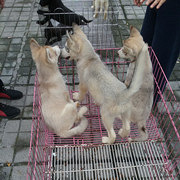 回龙湾的狗市还挺热闹