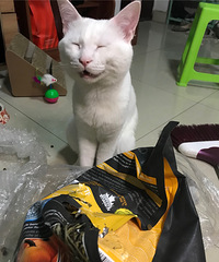 这只猫是想造反吗?明明有猫粮吃却把未开封的猫粮咬得稀烂