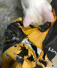 这只猫是想造反吗?明明有猫粮吃却把未开封的猫粮咬得稀烂