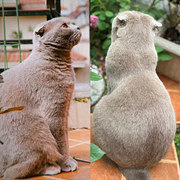 丁香色的蓝猫挺罕见