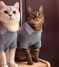 һ����è�����ļ����ҵĵ���������Ϊ��è�����Ҳ��Ȼ�Ե�