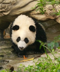 西南高铁环线站点该怎么耍?永川,内江,成都最强攻略来收好
