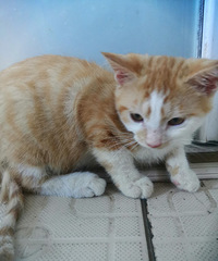 三只可爱的小橘猫求领养,已经3个月大啦,可以送猫上门