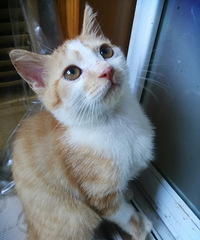 三只可爱的小橘猫求领养,已经3个月大啦,可以送猫上门