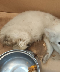 ���Ѽ�һֻ�����˺ܾõı�������˼��������ȥ�˶���԰