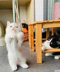 �̲�סɹһɹ�Ҽҵ�������Ӣ�̣�����Ȼ�̵��Ǻ�ϲ��վ��Ŷ