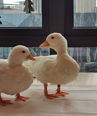 �򿨺���˼��ͬ��Ŀ¶�Ѽ������һ����Ѽ�ӣ�����Ҳ��ҧ��