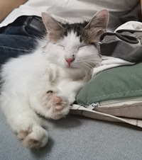 痛失爱猫后,在外地发现一只很像它的猫,于是花了1100元托运回渝