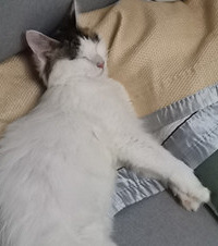 痛失爱猫后,在外地发现一只很像它的猫,于是花了1100元托运回渝