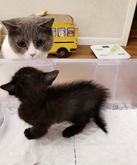 Ե��������������һֻè��ǡ�þ����Һ���Ҫ�ĺ�è