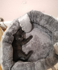 Ե��������������һֻè��ǡ�þ����Һ���Ҫ�ĺ�è