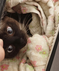 翻遍整间屋都找不到猫去了哪,结果最后在床下行李箱里把它找到了