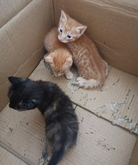 今年捡到两只怀孕的猫,其中一只生了3只猫崽,求好心人领养