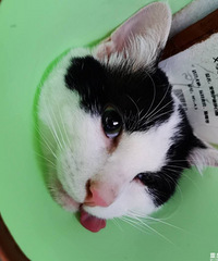 要离开重庆了,两只可爱的猫通过论坛也被一个温暖的小姐姐收养了