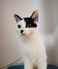 Ҫ�뿪�����ˣ���ֻ�ɰ���èͨ����̳Ҳ��һ����ů��С���������