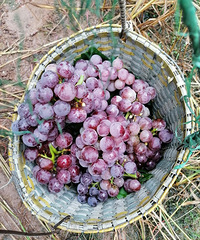 �´����ժ���������ˣ�5��һ������ѳ����𣬻��ܿ��ɻ�