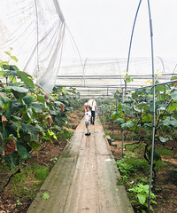 周去璧山吃来凤鱼、摘田葡萄,下暴雨都摘了15斤