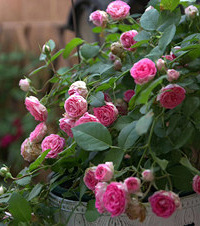 �ҵĻ�԰������50�����Ʒ�ֵ��¼�������ŷʽ�ڼ���̫����