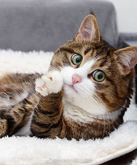 �ո��˺ͽ�Сѧ���山����Сѧ�ĸ�����