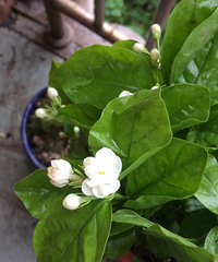 ��һ�����������򻨣�ÿ�����϶����ŵ���������ζ��