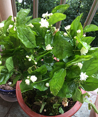 ��һ�����������򻨣�ÿ�����϶����ŵ���������ζ��