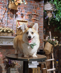 ɹɹ�Ҽ�30����ص�С���ȿ»����ʷʵ�ʮ�����˰�