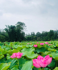 ����ɻ�ɽׯ