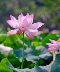 ������������һ��ɻ�����