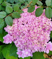 �꼾�Ļ����ǿ�����Ȼ�ܺã�������Ҫ�����Գ��ú�Щ