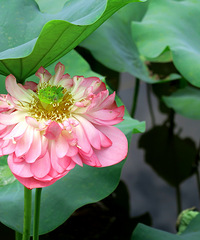 ѵĺɻŭˣҪƱ˻٣ԼаƬ