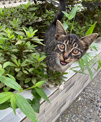 ���4���´���껨è�ܵ���������������ɰ���ճ��