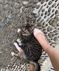 ���4���´���껨è�ܵ���������������ɰ���ճ��