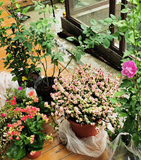 这个花市竟然还有0.8元/盆的植物,买这么多才花100多元