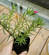 这个花市竟然还有0.8元/盆的植物,买这么多才花100多元