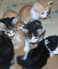 6ֻ�³�����С��è�����������꣺���΢��԰վ