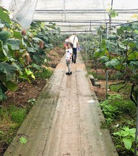 去璧山吃来凤鱼、摘葡萄耍,摘了15斤才几十块钱还送葡萄酒