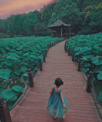 Ҷ̣ӳպɻ죬ѵĺɻĳ̫