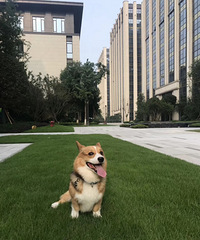 三岁的双色柯基弟弟求靠谱领养,它自己会上厕所