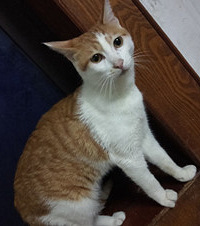 ţ����ʮ��ֻè���������ܽ�������Ȼ����ͬѧ������������Ŷ