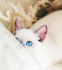 ����Ҫ�췴�������è��ϲ������׽�Բأ�����һ�ٺ���