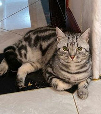 我家的猫可能都是易胖体质,也就1年时间就长成了憨憨