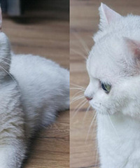 ��ë����è����˲��𣬵��˺ܶ�ë���ɻ�����ô��