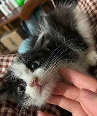 �Ƚ����˼�����ֻè��һֻ��ţɫһֻ��è�������������