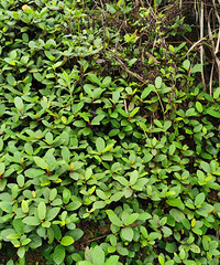 ҪǮҰعϣժţξʺϴˣ